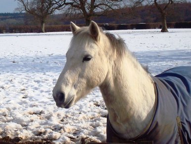 Bluey