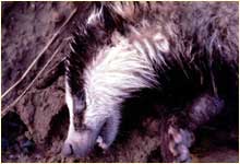 A dead badger