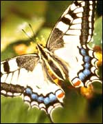 Picture: Swallowtail butterfly