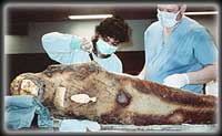 Dr Ibrahim conducts an autopsy on the mummy