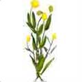 Cotula coronopifolia