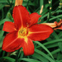 Hemerocallis, Day lily