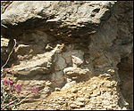 Video: Will Watts shows us fossils in full view