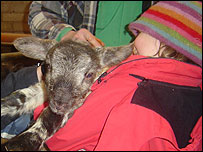 handling the lambs
