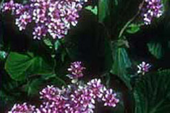 Image: Bergenia