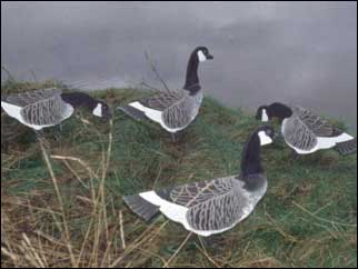 Geese at the side of the Exe