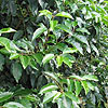 Prunus lusitanica