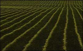 GM crops 