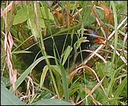 Moorhen