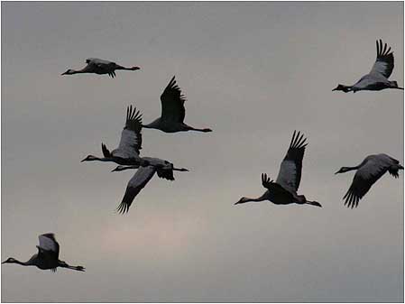 Cranes flying