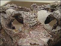 Fossil