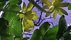 Plants Growing