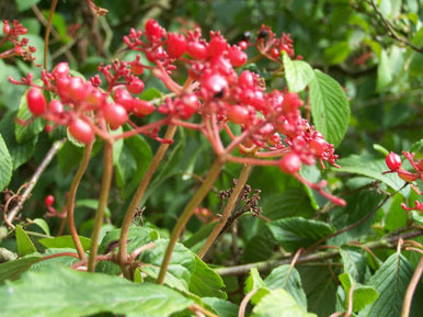 Berries In The Day