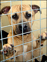 Stray dog