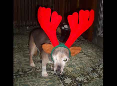 Nipper