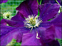 CLEMATIS Etoile Violette