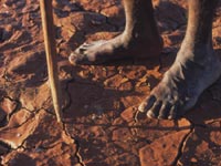The first Aborigines used wooden or bone-tipped spears