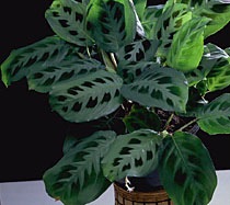 Prayer Plant