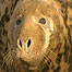 Coast index (Image: Seal)
