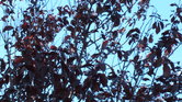 Contrast tree... Contrast tree...