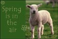 Lamb