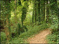 Picture: Pathway through Whitlingham Woods