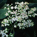Viburnum tinus 'Eve Price', Laurustinus