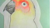 The parrot The parrot