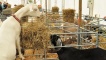 Hungry goats