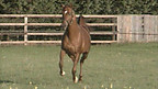 Natural and Artificial Selection - Racehorses
