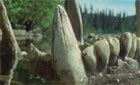 Wild New World - Evidence