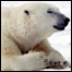   Urso polar