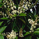 Prunus lusitanica, Portugal laurel