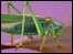 Cricket. Photo: Tony Wright 