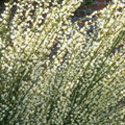 Cytisus, Broom