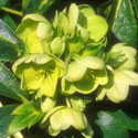 Helliborus argutifolius, Coriscan hellebore
