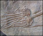 Fossil sea-lily