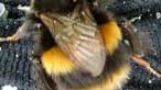 a bee