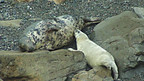 Seal Pups