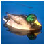 London Wetlands Centre (Image: mallard c/o London Wetlands)