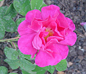 Apothecary's rose