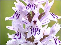 Marsh Orchid