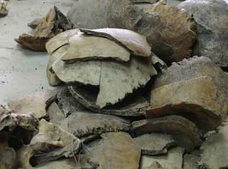 More remains