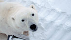 Polar bear