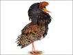 Combatente (Philomachus pugnax)