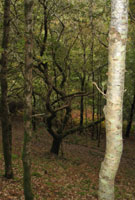 Coed Allt Soar
