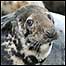 Grey Seals c/o William Shiel