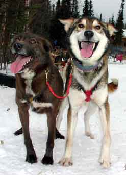 2 huskies