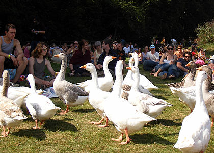 Bestival geese