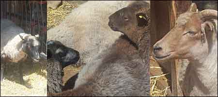 Sheep, sheep and more sheep